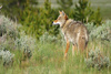 coyote - photo/picture definition - coyote word and phrase image