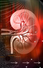 kidney - photo/picture definition - kidney word and phrase image