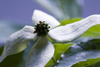 benthamidia japonica - photo/picture definition - benthamidia japonica word and phrase image