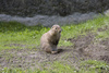 marmot - photo/picture definition - marmot word and phrase image