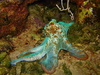 Atlantic octopus - photo/picture definition - Atlantic octopus word and phrase image
