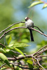 titmouse bird - photo/picture definition - titmouse bird word and phrase image