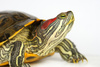 pond terrapin - photo/picture definition - pond terrapin word and phrase image