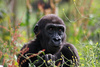 young gorilla - photo/picture definition - young gorilla word and phrase image