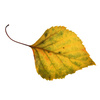 autumn leaf - photo/picture definition - autumn leaf word and phrase image