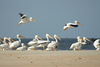 pelicans - photo/picture definition - pelicans word and phrase image