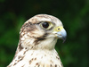saker falcon - photo/picture definition - saker falcon word and phrase image