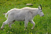 mountain goat - photo/picture definition - mountain goat word and phrase image