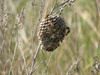 hornet nest - photo/picture definition - hornet nest word and phrase image