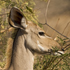 kudu antelope - photo/picture definition - kudu antelope word and phrase image