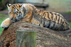 Tiger cub - photo/picture definition - Tiger cub word and phrase image