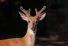 buck - photo/picture definition - buck word and phrase image
