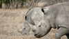 White Rhinos - photo/picture definition - White Rhinos word and phrase image