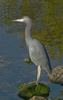 Blue Heron - photo/picture definition - Blue Heron word and phrase image