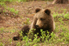 Brown Bear Cub - photo/picture definition - Brown Bear Cub word and phrase image