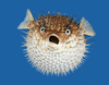 porcupine fish - photo/picture definition - porcupine fish word and phrase image