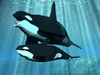 Orca Whale - photo/picture definition - Orca Whale word and phrase image