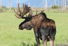 Alaskan Moose - photo/picture definition - Alaskan Moose word and phrase image