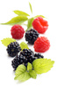 berry fruit - photo/picture definition - berry fruit word and phrase image