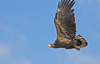 white tailed eagle - photo/picture definition - white tailed eagle word and phrase image
