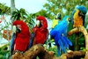 macaws - photo/picture definition - macaws word and phrase image