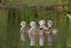 swan ducklings - photo/picture definition - swan ducklings word and phrase image