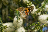 thistile butterfly - photo/picture definition - thistile butterfly word and phrase image