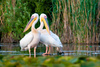 white pelicans - photo/picture definition - white pelicans word and phrase image