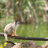 spider monkey - photo/picture definition - spider monkey word and phrase image