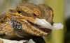 sandfire bearded dragon - photo/picture definition - sandfire bearded dragon word and phrase image