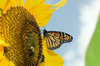monarch butterfly - photo/picture definition - monarch butterfly word and phrase image