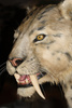 sabre-tooth tiger - photo/picture definition - sabre-tooth tiger word and phrase image