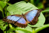 blue butterfly - photo/picture definition - blue butterfly word and phrase image