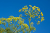 dill flower - photo/picture definition - dill flower word and phrase image