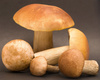 eatable mushrooms - photo/picture definition - eatable mushrooms word and phrase image