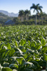 tobacco field - photo/picture definition - tobacco field word and phrase image