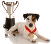 jack russel terrier - photo/picture definition - jack russel terrier word and phrase image