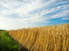 wheat field - photo/picture definition - wheat field word and phrase image