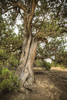 juniper tree - photo/picture definition - juniper tree word and phrase image