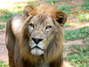 African lion - photo/picture definition - African lion word and phrase image