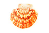 sea shell - photo/picture definition - sea shell word and phrase image