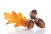 acorns - photo/picture definition - acorns word and phrase image