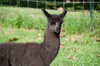 llama lamb - photo/picture definition - llama lamb word and phrase image