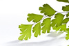 maidenhair leaf - photo/picture definition - maidenhair leaf word and phrase image