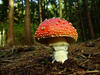 fly mushroom - photo/picture definition - fly mushroom word and phrase image