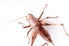 cricket beetle - photo/picture definition - cricket beetle word and phrase image