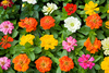 zinnias flowers - photo/picture definition - zinnias flowers word and phrase image