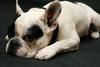 French bulldog - photo/picture definition - French bulldog word and phrase image
