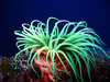 anemone - photo/picture definition - anemone word and phrase image