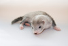 ferret baby - photo/picture definition - ferret baby word and phrase image